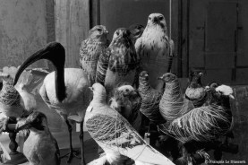 Ref Zoo 17 – Ibis, pigeons, buses, piverts en cours de restauration