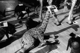 Ref Zoo 23 – Petite girafe avec une photo de deux dromadaires sur la tête