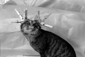 Ref Zoo 24 – Un chat empaillé avec pinces sur les oreilles