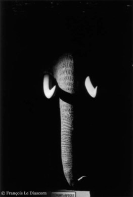 Ref Zoo 5 – Eléphant d’Afrique sortant de l’ombre
