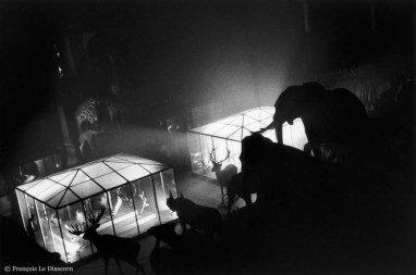 Ref Zoo 6 – Eléphants, rhinocéros et cerfs devant des cages de verre illuminées