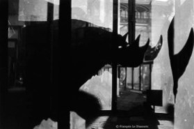 Ref Zoo 9 – Rhinocéros et son ombre