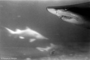 Ref CREATURES 4 – Requin-taureau, aquarium de Coney Island, New York